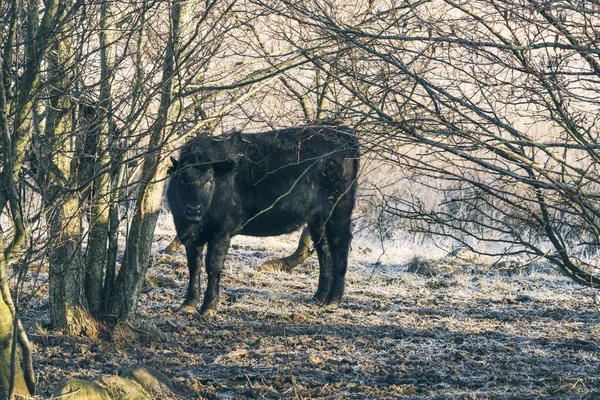 Schwarze Kuh steht in einigen Bäumen — Stockfoto