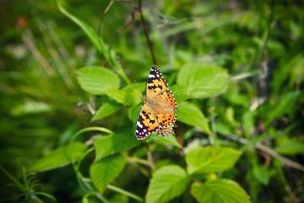 Vanessa Cardui butterfly on a pink flower — Stock Photo, Image