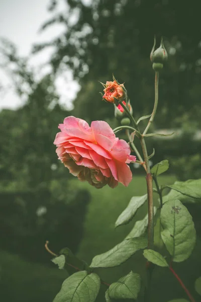 Różowy róż w zielonym ogrodzie w pochmurny dzień — Zdjęcie stockowe