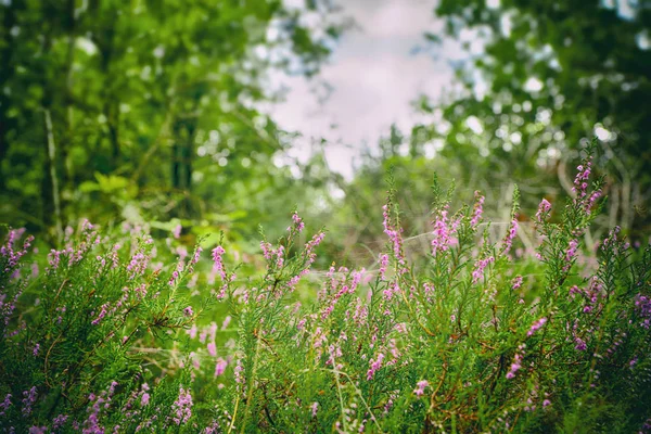 Wild heather in a green forest in the summer — Stock Photo, Image