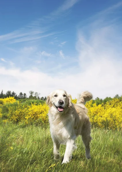 Lindo perro en un prado en el verano — Foto de Stock