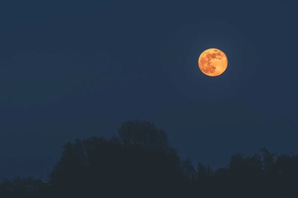 Goldener Mond in der dunklen Nacht, die über dem Baum hängt — Stockfoto