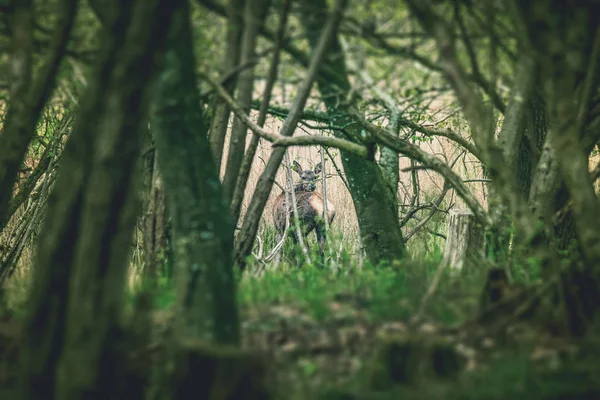 Deer looking back in a forest clearing — Stock Photo, Image