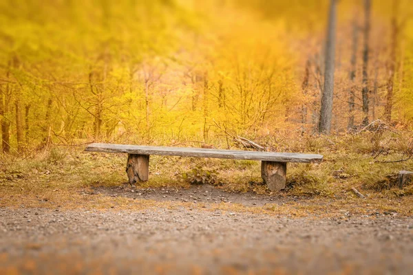 Banco viejo con una tabla en un bosque brillante —  Fotos de Stock