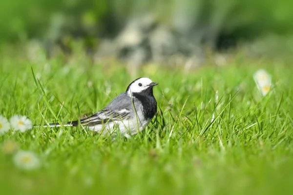 Wagtail fågel på en grön gräsmatta på våren — Stockfoto