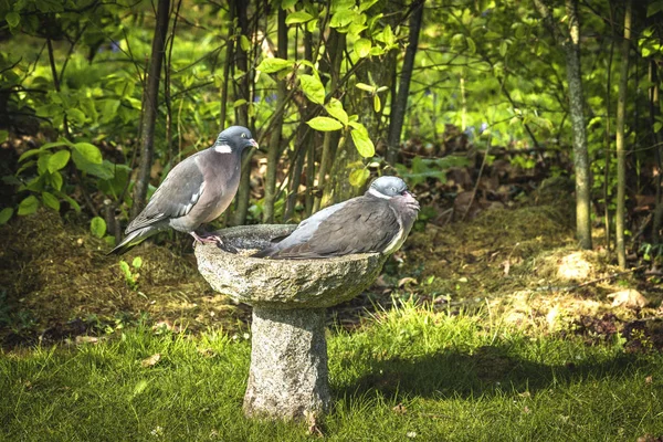 鳥風呂に座っている鳩のカップル — ストック写真