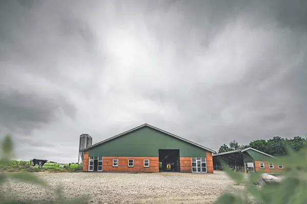 Koe staande door een rode schuur op een landelijk platteland — Stockfoto