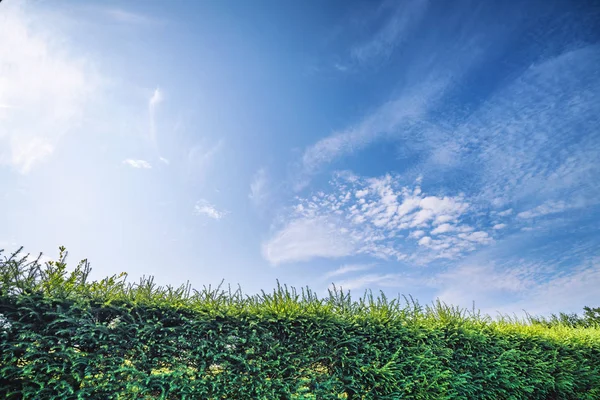 Lariks Haag in een tuin onder een blauwe hemel — Stockfoto