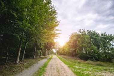 Baharda yeşil bir ormanda kirli bir yol Bulutlu havada uzun ağaçlarla