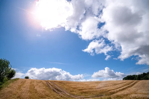 Sonnenlicht Auf Einem Goldenen Feld Mit Weizenkorn Sommer Mit Radspuren — Stockfoto
