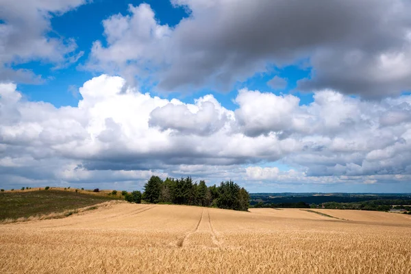 Grão Dourado Uma Paisagem Terras Agrícolas Verão Com Faixas Trator — Fotografia de Stock