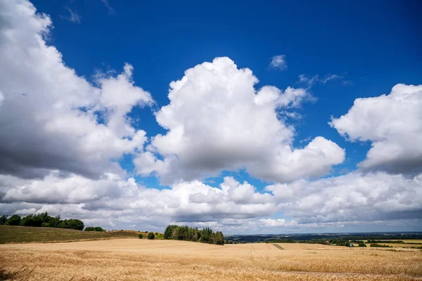 夏の田園風景のフィールド上の黄金の穀物ふわふわの白い雲と青空の下で — ストック写真