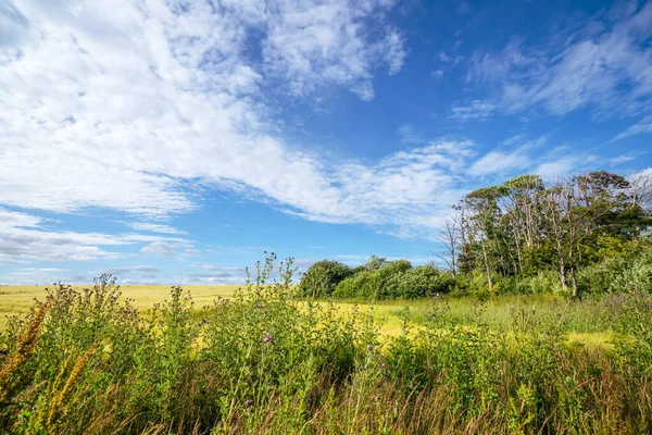 Wildnis Sommer Mit Grünen Bäumen Und Wiesen Unter Blauem Himmel — Stockfoto