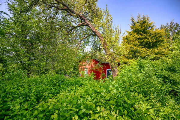 Röd Sommarstuga Igenvuxen Trädgård Med Gröna Träd Och Växter — Stockfoto