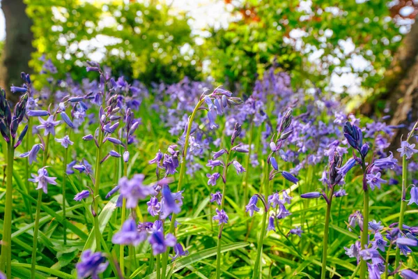 Blauglockenblumen Auf Einer Wilden Wiese Frühling Einem Sonnigen Apriltag — Stockfoto