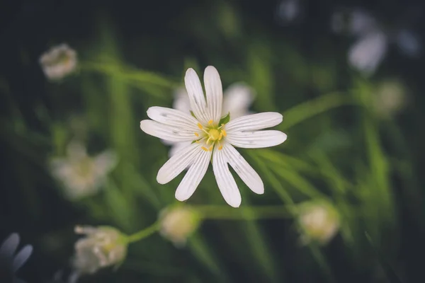 Biały Dziki Kwiat Zielonym Lesie Wiosnę Matowym Ciemnym Tonem — Zdjęcie stockowe