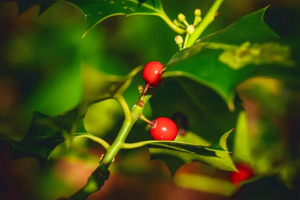 English holly tree with red berries and sharp green leaves in a forest
