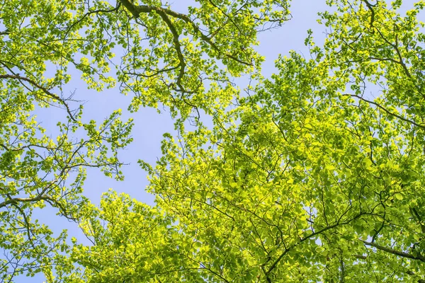 Beech Trees Vibrant Green Leaves Spring Branches Reaching Sky — Stock Photo, Image