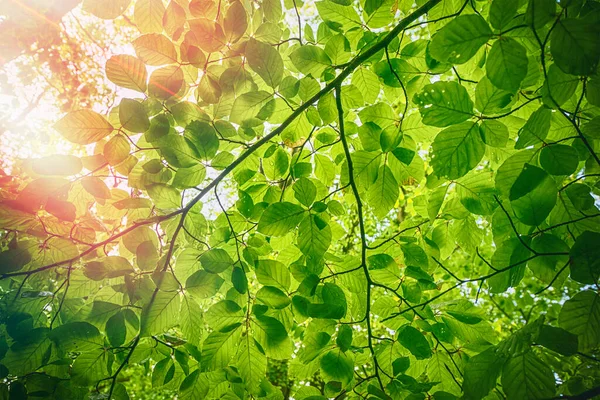 Bahar Mevsiminde Taze Yeşil Kayın Yaprakları Damlacıkları — Stok fotoğraf