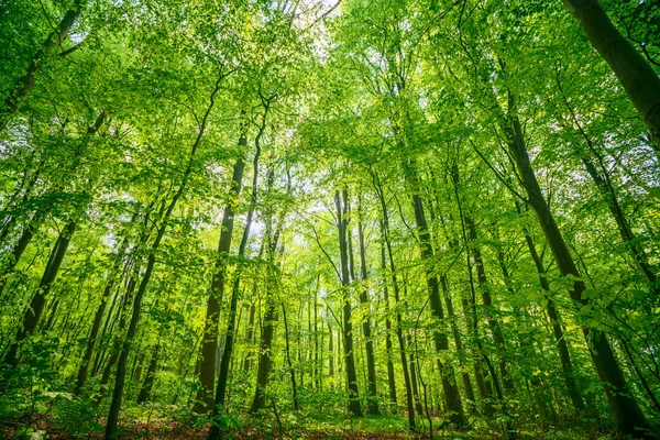 4月の明るい日に鮮やかな色の春の緑のブナの森 — ストック写真