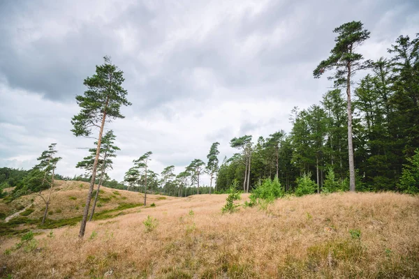 Höga Tallar Äng Nära Skog Skandinavisk Vildmark Molnigt Väder — Stockfoto