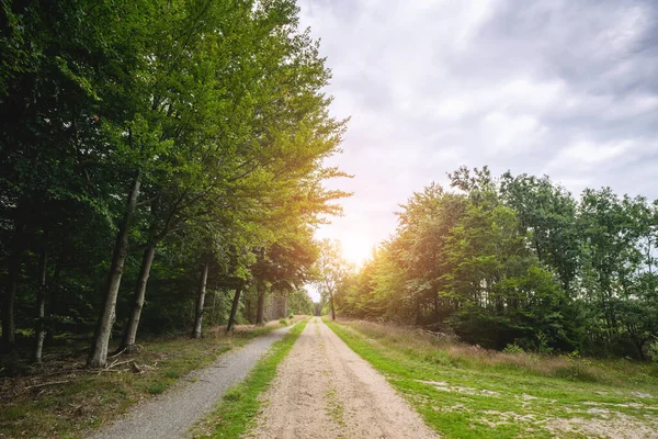 Vuile Weg Een Groen Bos Het Voorjaar Met Hoge Bomen — Stockfoto