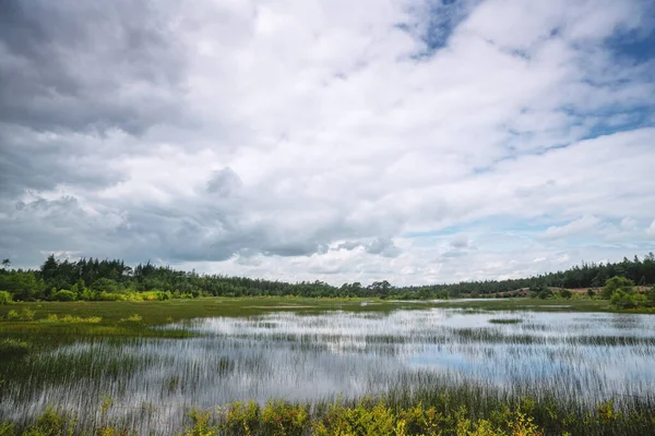 Oversvømt Sumpområde Med Grønne Planter Skog Bakgrunnen Tåkete Vær – stockfoto