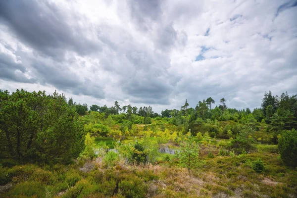 Humedales Silvestres Clima Nublado Con Árboles Plantas Verdes Primavera — Foto de Stock