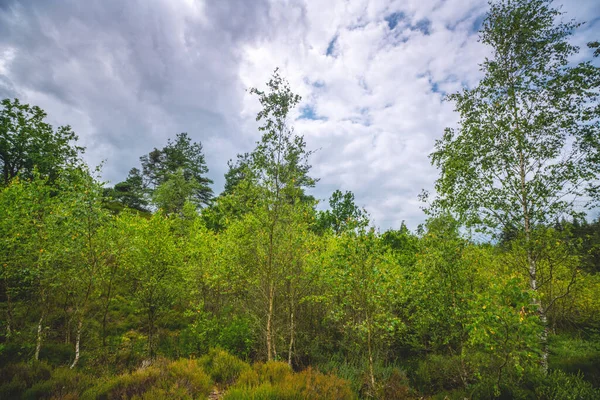 Birch Δέντρα Στην Άγρια Φύση Στη Σκανδιναβία Κάτω Από Ένα — Φωτογραφία Αρχείου