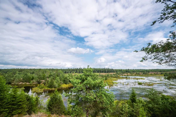 夏は緑の木々に囲まれた湿原の風景 — ストック写真