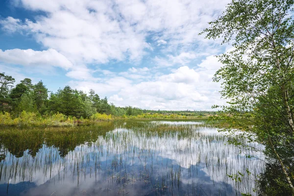 Sumpflandschaft Mit Bunten Bäumen Und Pflanzen Sommer — Stockfoto