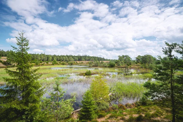 デンマークの青い空の下で緑の木がある湿地の美しい自然 — ストック写真