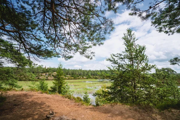 夏には青い空の下 沼の中の松 — ストック写真