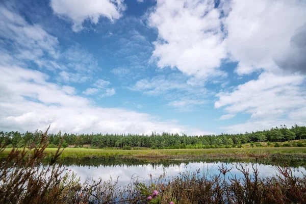 Lago Del Bosque Bajo Cielo Azul Verano Con Plantas Silvestres — Foto de Stock