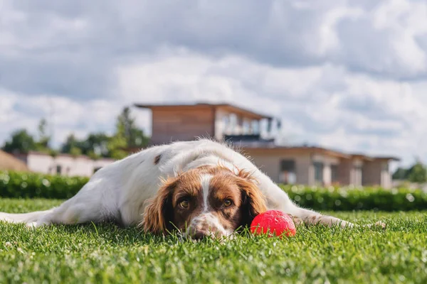 Lindo Cachorro Relajándose Césped Verde Con Una Bola Roja Primavera —  Fotos de Stock
