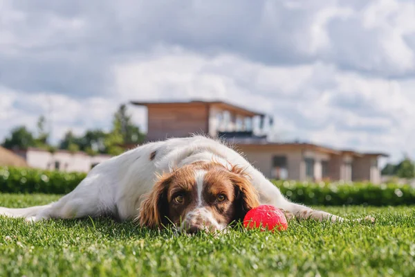 Söt Valp Avkopplande Grön Gräsmatta Med Röd Boll Våren — Stockfoto