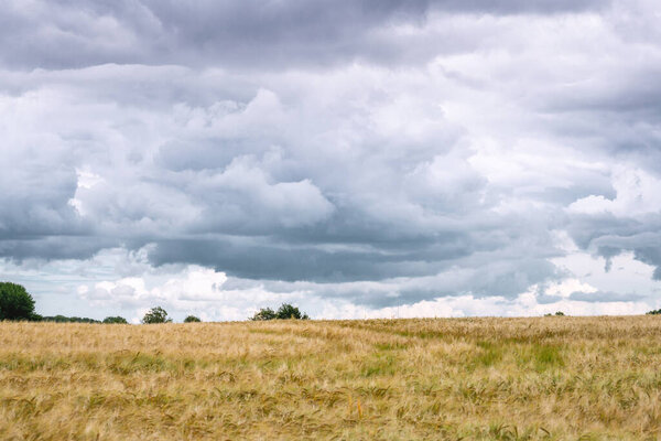 Dark clouds over a field of wheat grain in the summer with rain on the way
