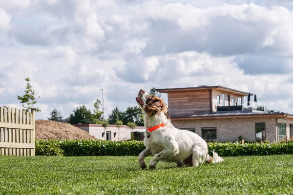 Springer Spaniel Dog Bawi Się Ogrodzie Pochmurny Dzień Wiosną — Zdjęcie stockowe