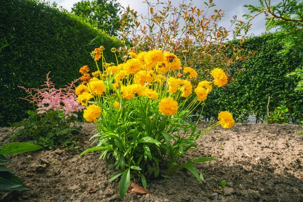Желтые Цветы Саду Летом Зеленой Изгородью Облачной Погодой — стоковое фото