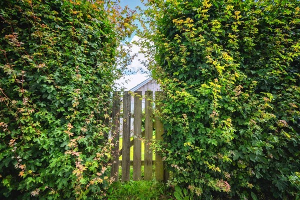 Puerta Jardín Entre Grandes Arbustos Verdes Verano Con Cielo Azul — Foto de Stock
