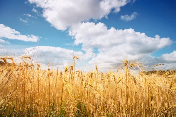 Grain Blé Doré Sur Champ Rural Été Sous Ciel Bleu — Photo