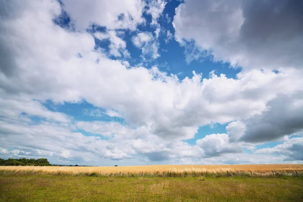 フェンスの後ろに青い空の下で夏に黄金の小麦作物と農村風景 — ストック写真