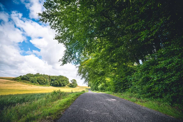 Route Asphaltée Dans Environnement Rural Avec Grands Arbres Verts Été — Photo