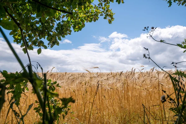 Grano Dorato Campo Estate Con Rami Verdi Appesi Sopra Colture — Foto Stock