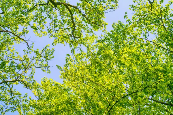 Beech Trees Vibrant Green Leaves Spring Branches Reaching Sky Stock Picture
