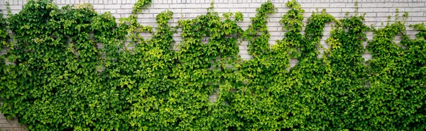 Grüner Efeu Klettert Einem Garten Auf Eine Weiße Ziegelmauer Die Stockfoto