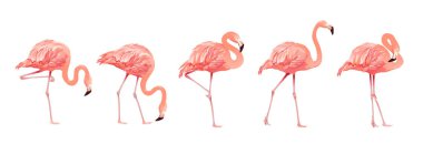Pembe Pembe Flamingo kuşu ayarla tropikal vahşi güzel egzotik sembolü tasarım stili izole beyaz arka plan üzerinde kümesi. Vektör çizim