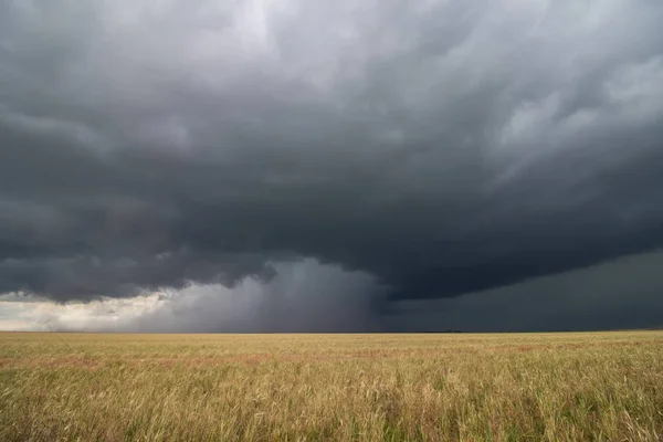 Supercell Åskväder Förbi Torr Vetefält Släppa Intensiv Kärna Regn Och — Stockfoto