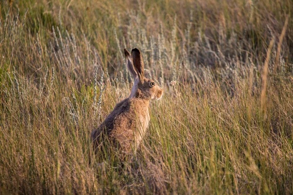捕食者の耳アラートの乾燥草原の草の中に座っている野うさぎ — ストック写真