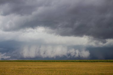 Bir düşük asılı duvar ile bir supercell fırtına bulutu ufukta tezgahlarda üzerinde bir mısır tarlası.